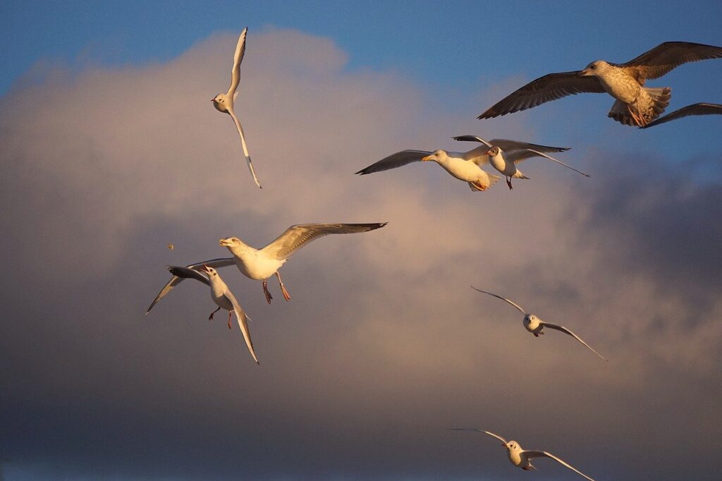 seagulls, gulls, birds-7756481.jpg